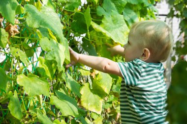 Çocuk yatakta bir salatalık buldu. Çocuk hasatçılarının elleri. Doğal çiftçilik. Organik sebze topluyorum..