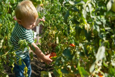 Sebze bahçesi - küçük çocuk olgun organik domatesleri topluyor.