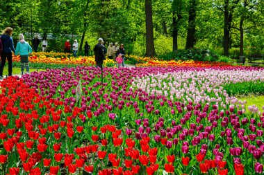 St Petersburg, Rusya Federasyonu - 01 Haziran 2017: geleneksel Lale Festivali Central Park'ta.