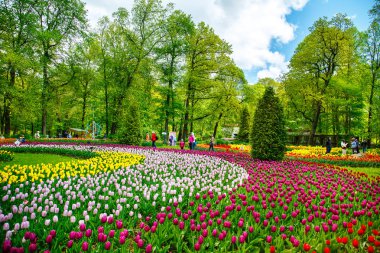 St Petersburg, Rusya Federasyonu - 01 Haziran 2017: geleneksel Lale Festivali Central Park'ta.