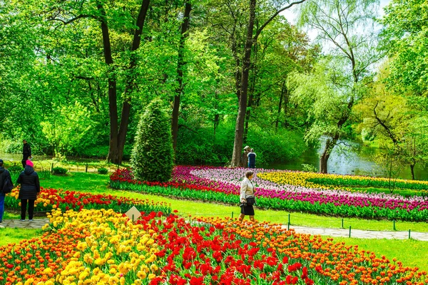 Петербург Российская Федерация Июня 2017 Фестиваль Традиционного Тюльпана Центральном Парке — стоковое фото