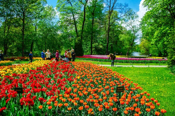 圣彼得堡 俄罗斯联邦 2017 传统的郁金香节在中央公园 — 图库照片