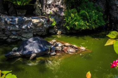 Temple of Wat Prayoon (kaplumbağa Tapınağı) Bangkok, Tayland.