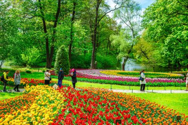 St Petersburg, Rusya Federasyonu - 01 Haziran 2017: geleneksel Lale Festivali Central Park'ta.