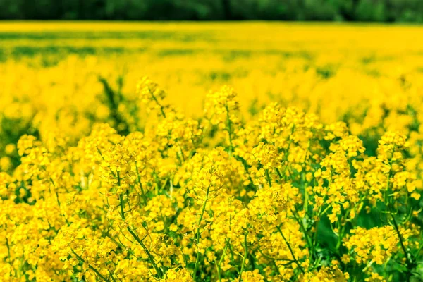 Sarı Kolza Çiçeği Tarlası Plana Seçici Odak — Stok fotoğraf