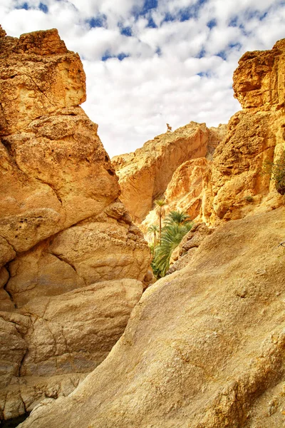 Vista Panorámica Del Oasis Montaña Chebika Sahara Desierto Túnez África —  Fotos de Stock