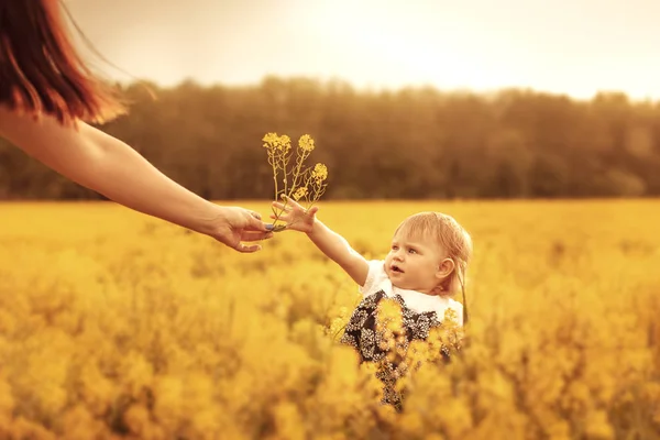 Mom gives flowers to her little daughter. Sunset on a flower field. Selective focus.
