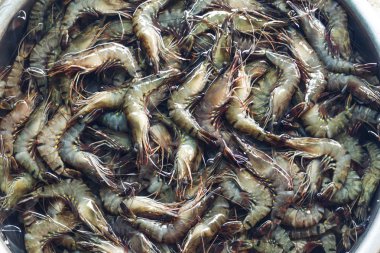Taze çiğ karides balık pazarında. 