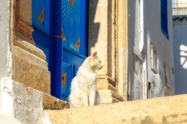 Kedi sokağın kapının yanına oturur. Sidi Bu Said, Tunus.