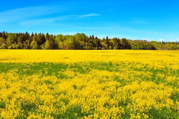 Цветущее Поле Желтого Рапса Фоне Голубого Неба — стоковое фото