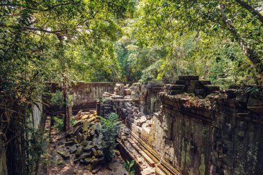 Beng Mealea antik tapınak kalıntıları. Angkor, Siem Reap, Kamboçya.