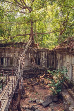 Beng Mealea antik tapınak kalıntıları. Angkor, Siem Reap, Kamboçya.