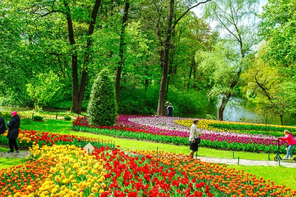 Петербург Российская Федерация Июня 2017 Фестиваль Традиционного Тюльпана Центральном Парке — стоковое фото