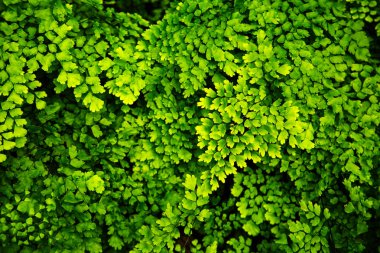 Yaprakların doğal yeşil arka plan. Seçici odak, doku, desen.