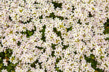 Doğal çiçek arka plan. Seçici odak, doku, desen.