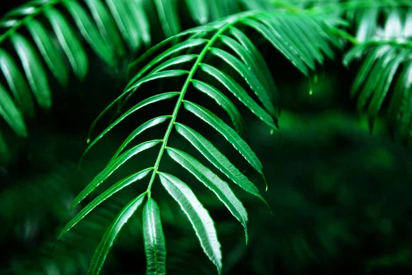 Natural Green Background Leaves Selective Focus Texture Pattern — Stock Photo, Image