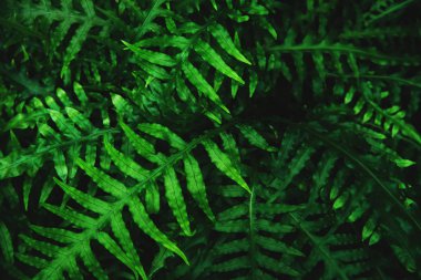 Yaprakların doğal yeşil arka plan. Seçici odak, doku, desen.