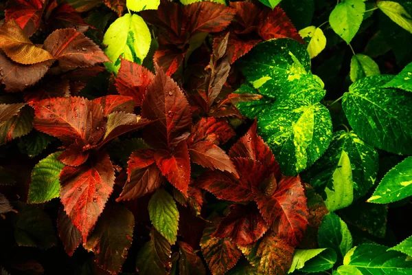 Естественный Зеленый Фон Листьев Селективный Фокус Текстура Шаблон — стоковое фото