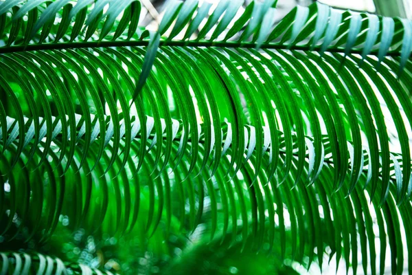 Естественный Зеленый Фон Листьев Селективный Фокус Текстура Шаблон — стоковое фото