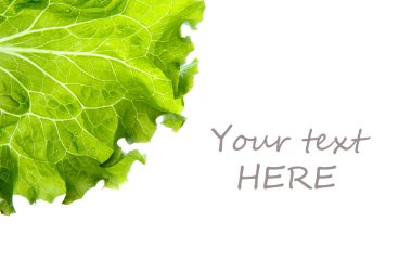 Marul yaprağı portre. Beyaz, kopya alanı izole.