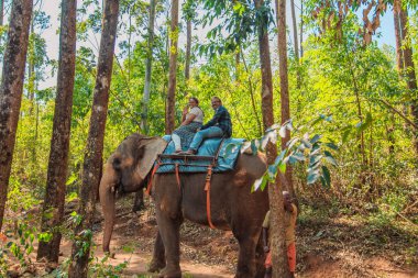 Geleneksel fil Hint ormanda sürme. Munnar, Kerala, Güney Hindistan - 26 Şubat 2017.