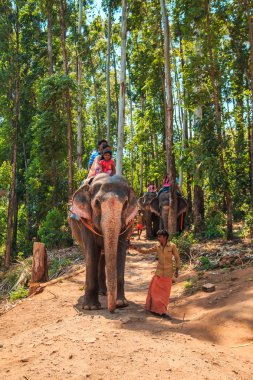 Geleneksel fil Hint ormanda sürme. Munnar, Kerala, Güney Hindistan - 26 Şubat 2017.