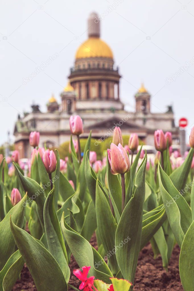 The famous St. Isaac's Cathedral in St. Petersburg. Selective focus, toned.