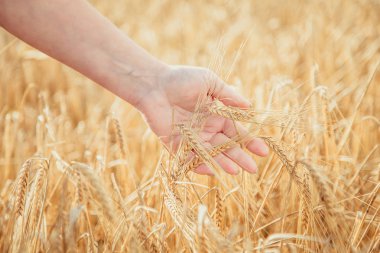 Buğday alan. Buğday spikelets dokunmadan el. Yaz hasat.