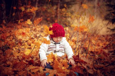 Sonbahar ormanda oynarken küçük komik bebek. Sıcak sonbahar günü.