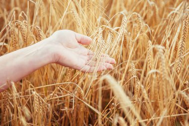 Buğday alan. Buğday spikelets dokunmadan el. Yaz hasat.