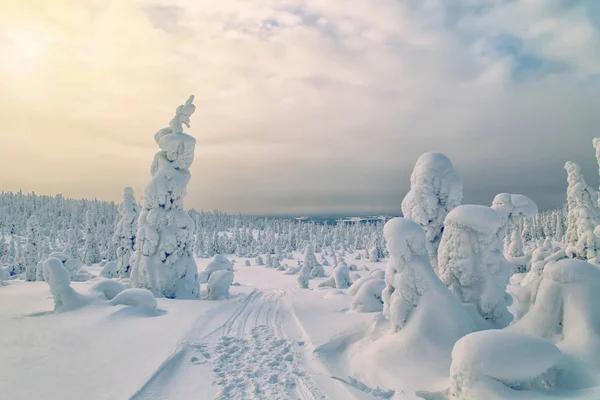 Fantastisk Vinterlandskap Med Snötäckta Träd Norra Karelen Ryssland — Stockfoto
