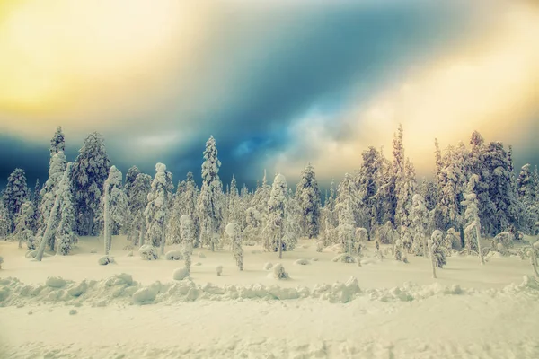 Kış Manzara Karla Kaplı Ağaçlar Ile Çarpıcı Kuzey Karelya Rusya — Stok fotoğraf