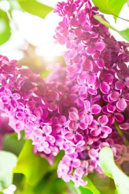 Bahçede çiçek açan leylak. 