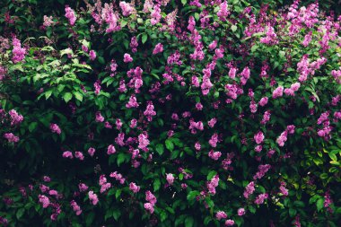 Bahçede çiçek açan leylak. 