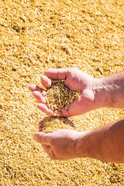 buğday tahıl holding erkek eller. 