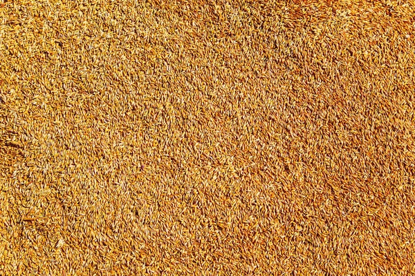 熟した小麦粒の背景. — ストック写真