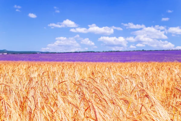 Gebied van tarwe en Lavendel veld op de Krim. — Stockfoto