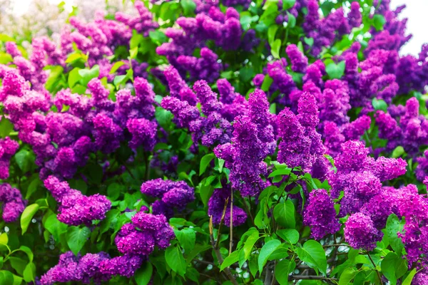 Blooming lilac in the garden. — Stock Photo, Image