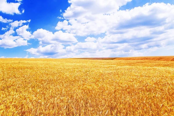 Campo di grano in Crimea. Giornata estiva — Foto Stock