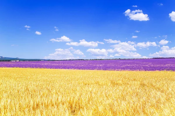 Field of wheat and lavender field in Crimea. — Stock Photo, Image