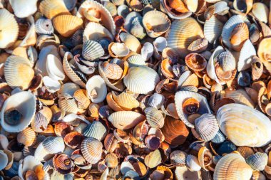 Seashells arka plan yakın. Yukarıdan görüntüle. 