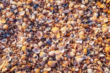 Seashells arka plan yakın. Yukarıdan görüntüle. 