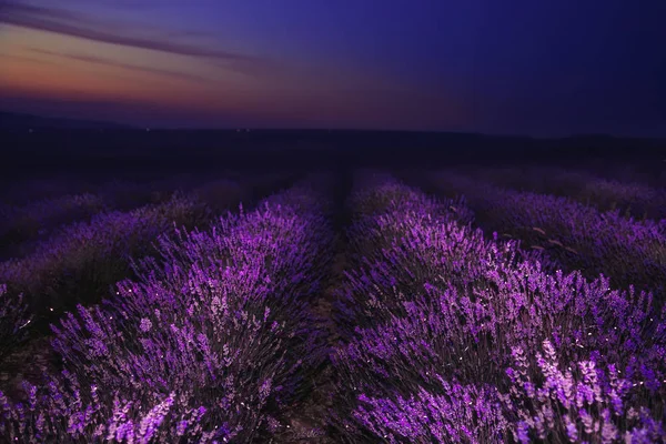 Ночь на лавандовом поле. Прекрасный ночной пейзаж . — стоковое фото