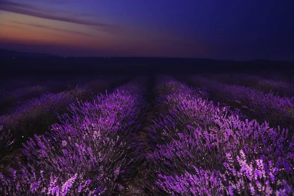 Noite no campo de lavanda. Maravilhosa paisagem noturna . — Fotografia de Stock