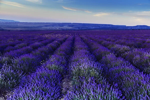 Campo de lavanda depois do pôr-do-sol. Grande paisagem de verão . — Fotografia de Stock