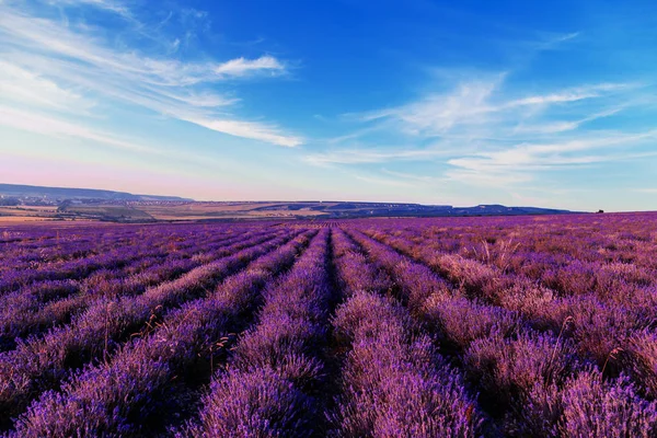 Campo de lavanda ao pôr-do-sol. Grande paisagem de verão . — Fotografia de Stock