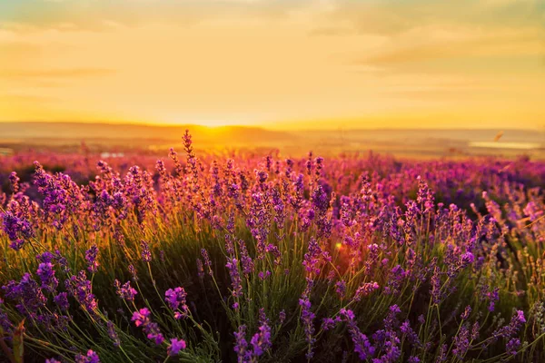 Campo de lavanda ao pôr-do-sol. Grande paisagem de verão . — Fotografia de Stock