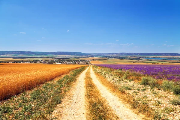 Weizen- und Lavendelfeld auf der Krim. — Stockfoto