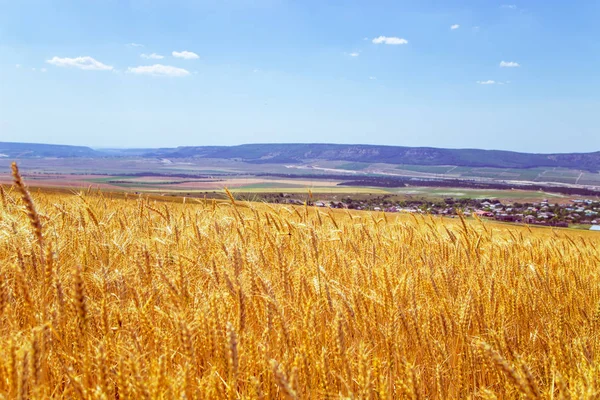 Campo de trigo na Crimeia. Dia de verão — Fotografia de Stock