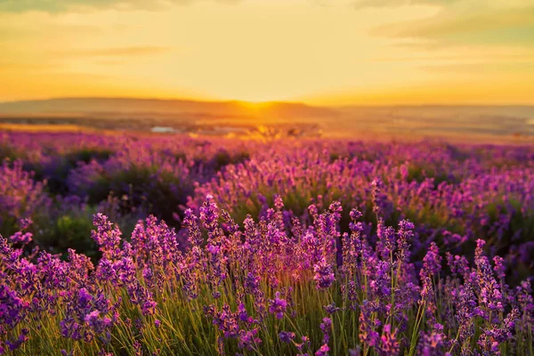 Campo de lavanda ao pôr-do-sol. Grande paisagem de verão . — Fotografia de Stock